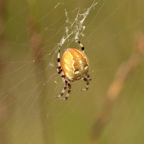 Araneus quadratus